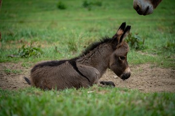 Fototapeta premium Closeup of a North American baby donkey against the green background