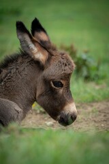 Fototapeta premium Closeup of a North American baby donkey against the green background