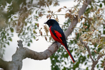 Short-billed minivet or Pericrocotus brevirostris observed in Rongtong, India