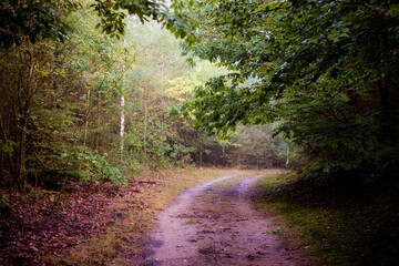 Fototapeta na wymiar Trail in a forest on a misty morning