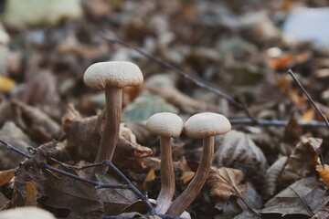 Closeup shot of gymnopus mushroom in a forest