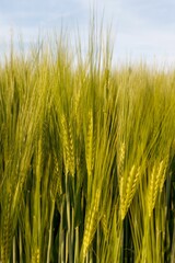 Vertical closeup shot of a green wheat field