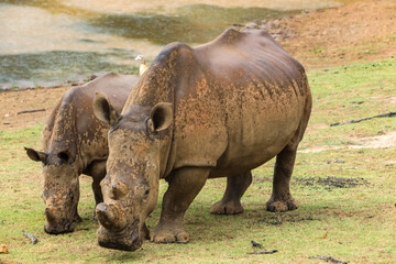 Rhinos drinking