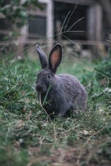 Beautiful closeup of a gray rabbit in the garden