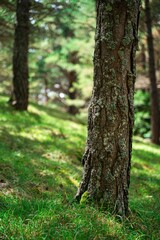 Vertical view of tree trunks on the grass in a greenery