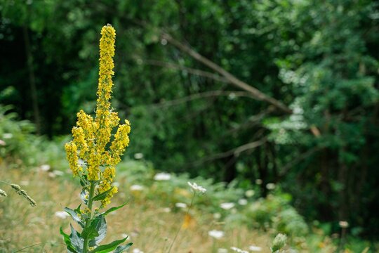 Close-up view of a Great mullein growing in the greenery