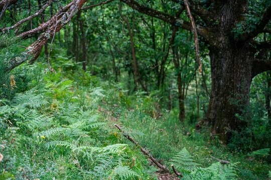 High-angle view of green leafy plants growing in the forest - an environmental view