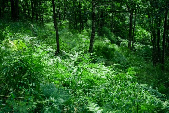 High-angle view of green leafy plants growing in the forest - an environmental view