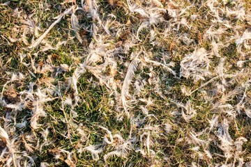 Top view of white feathers on the green grass under the sunlight