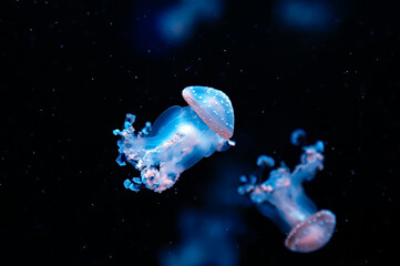 Obraz na płótnie Canvas Australia spotted jelly fish at dark background