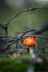 Closeup of a mushroom in grass under the sunlight