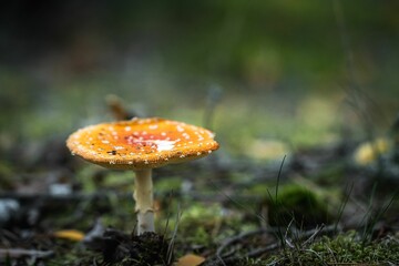 Closeup of a mushroom in grass under the sunlight