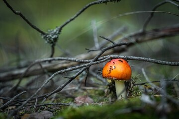 Closeup of a mushroom in grass under the sunlight