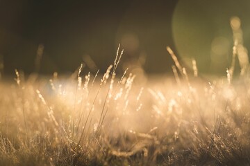 Selective of dry grass under the sunlight