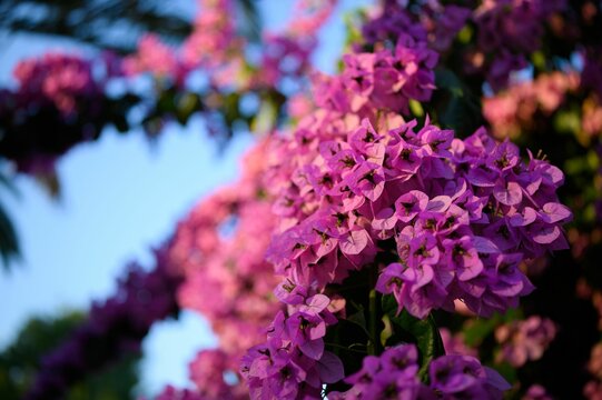 Closeup of Bougainvillea against the blurry background.