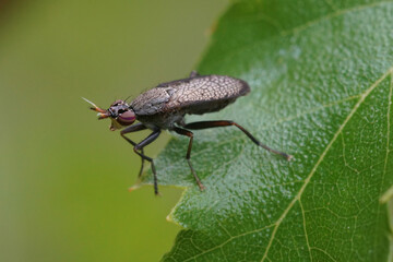 Naklejka premium Closeup on a black winged snail killing fly, Coremacera marginata sitting on a green leaf in the garden