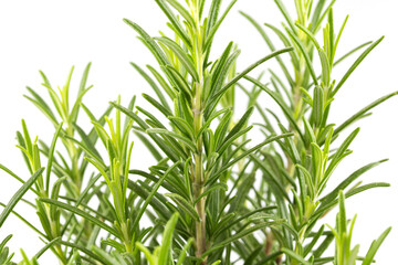 Obraz premium Branches of rosemary on a white background