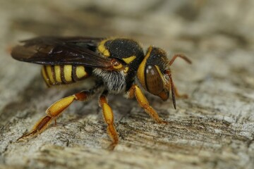 Close up of one a colorful yellow orange Mediterranean carder bee, Rhodanthidium infuscatum, sitting on wood