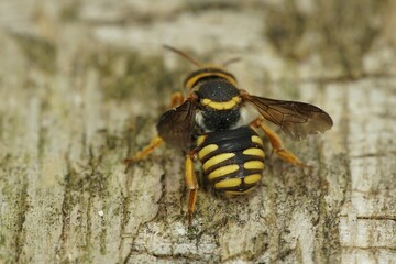 Dorsal close up of one a colorful yellow orange Mediterranean carder bee, Rhodanthidium infuscatum, sitting on wood