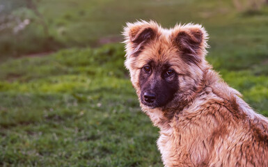 Close-up portrait of a stray dog