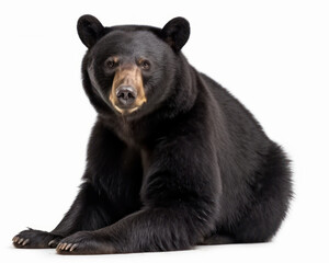 photo of American black bear (Ursus americanus) isolated on white background. Generative AI - obrazy, fototapety, plakaty