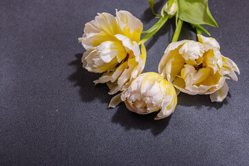 Bouquet of fresh pink tulips on white wooden background. Festive concept for Mother's Day