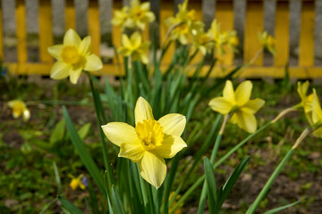 Fototapeta premium Trevitan's dwarf yellow daffodils bloom in a flower bed on a sunny day with a blurred background