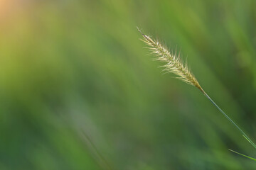 reeds of grass