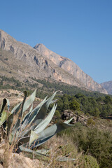 Scenic Landscape View with Cactus near Sella, Benidorm, Alicante, Spain - 592947207