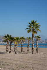 Palm Trees, El Campello Beach, Alicante; Spain - 592947209
