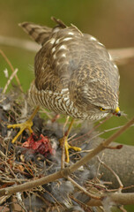 Buzzard (Buteo buteo) in a chestnut tree in Berlin.