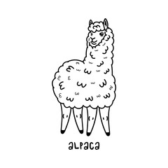 Alpaca animal. Cute Llama hand drawn isolated on white. Stock vector illustration.