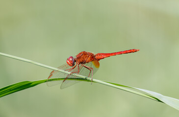 Beautiful red, red-veined Dropwig, Trithemis arteriosa, dragonfly