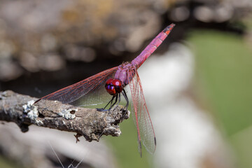 Beautiful red, red-veined Dropwig, Trithemis arteriosa, dragonfly 