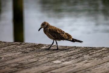 Brown bird on a pier at the Outer Banks NC