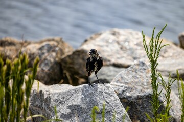 Bird on a rock at the Outer Banks NC