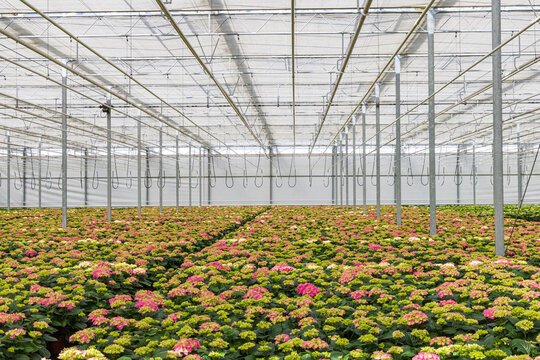 Hyndrangea nursery in greenhouse in Groessen municipality Duiven Gelderland province in The Netherlands