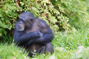 Digital painting of a single isolated Chimpanzee in captivity.