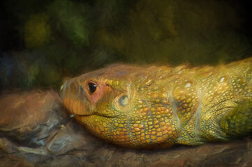 Digital painting of a single isolated Northern Caiman lizard.