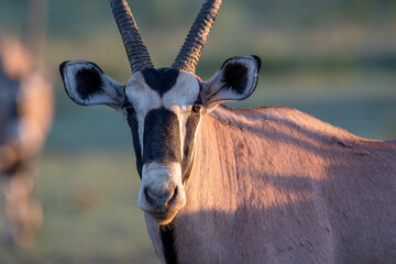 South African oryx (Oryx gazella) (Gemsbok) on dunes in the Kgalagadi Transfrontier Park