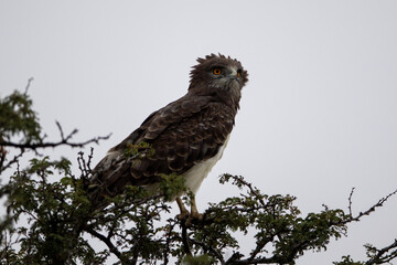 Black-chested Snake Eagle or Black-breasted Snake Eagle (Swartborsslangarend) (Circaetus Pectoralis) in the Kgalagadi Transfrontier Park