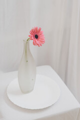 Pink gerber daisies flower on white vase white background 