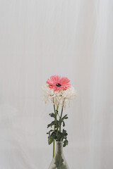 Pink gerber daisies flower on white background 