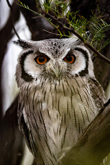 Northern White-faced Owl (Witwang Dwergooruil) (Ptilopsis leucotis) in the Kgalagadi Transfrontier Park