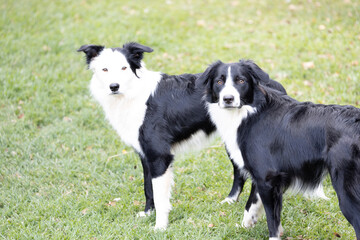 Fototapeta premium Border Collie running friends 