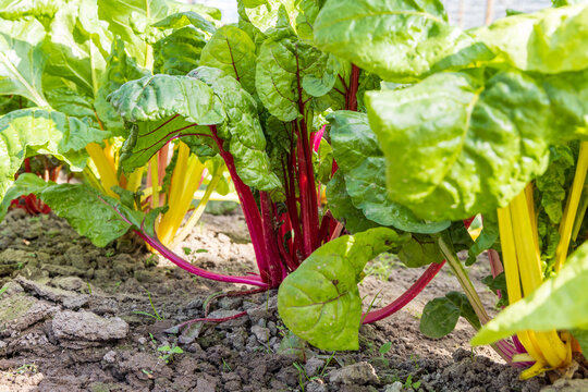 Growning colorful rainbow chard in greenhouse in Groessen municipality Duiven Gelderland province in The Netherlands