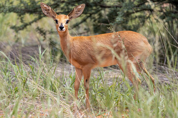 Steenbok (Raphicerus campestris) in the Kgalagadi Transfrontier Park