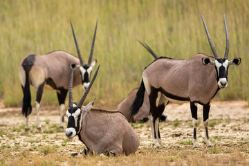 South African oryx (Oryx gazella) (Gemsbok) on dunes in the Kgalagadi Transfrontier Park