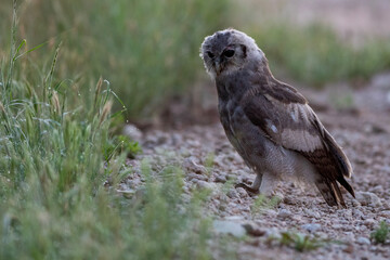 Verreaux's Eagle Owl (Reuse-ooruil) (Bubo lacteus)in the Kgalagadi Transfrontier Park
