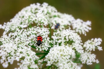 Macro shot of a sophora bug on a white flower on a blurred background